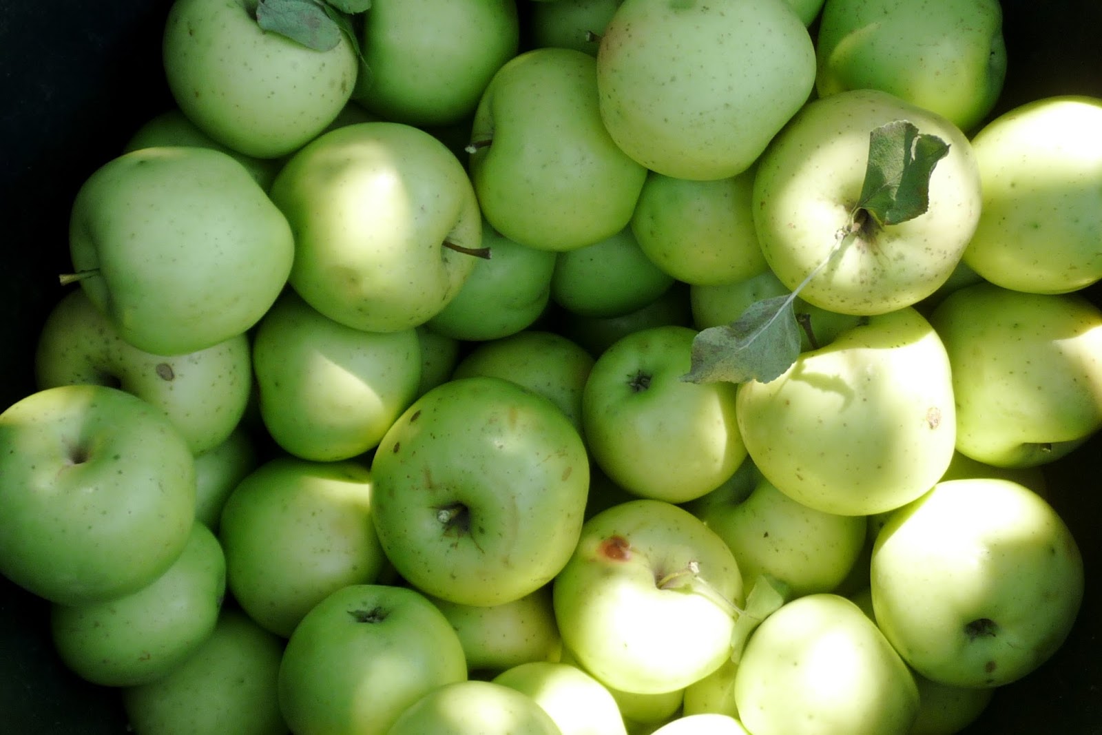 Alternative Roots Farm Why Organic Apples?