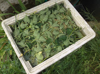 Allotment Growing - Nettle Liquid Fertiliser