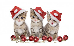 christmas animated hat funny cute wallpapers kity animals cats xmas desktop kittens kitties kitty merry santa dog