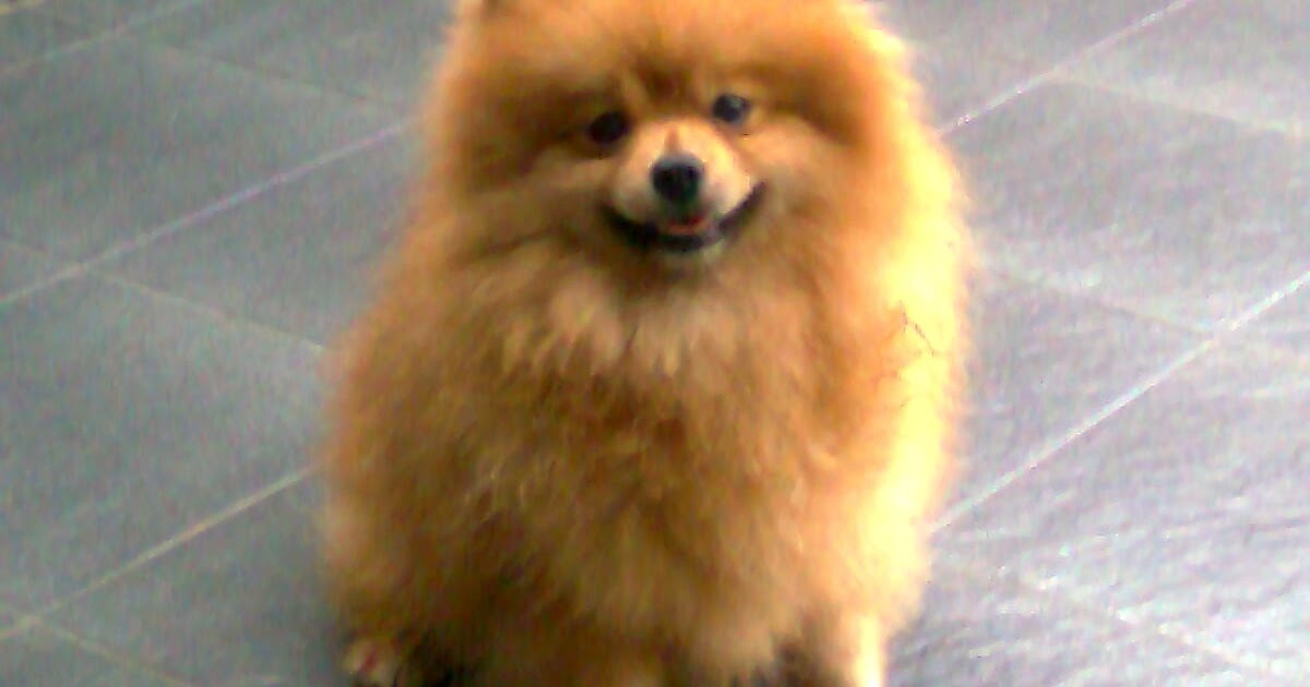 Dijual Anjing Pomeranian