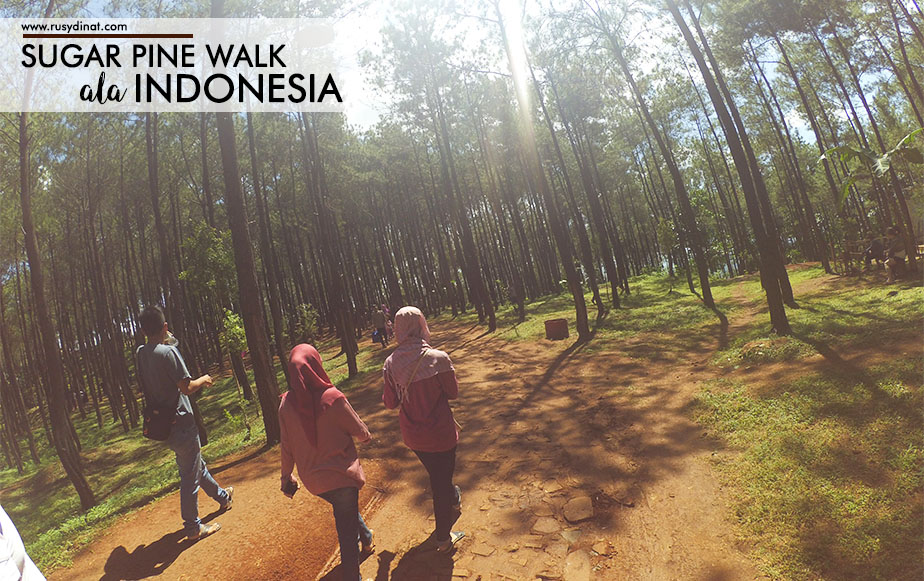 Pine walk перевод. Pine walk перевод. Koalas перевод текст. Pine walk koala park in australia. Read stories перевод.