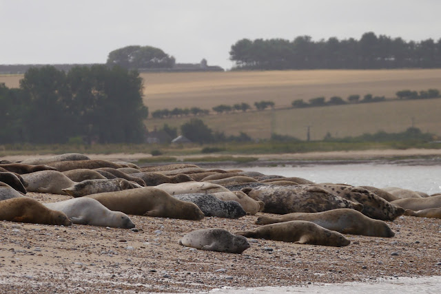 Seals at Blakeney Point