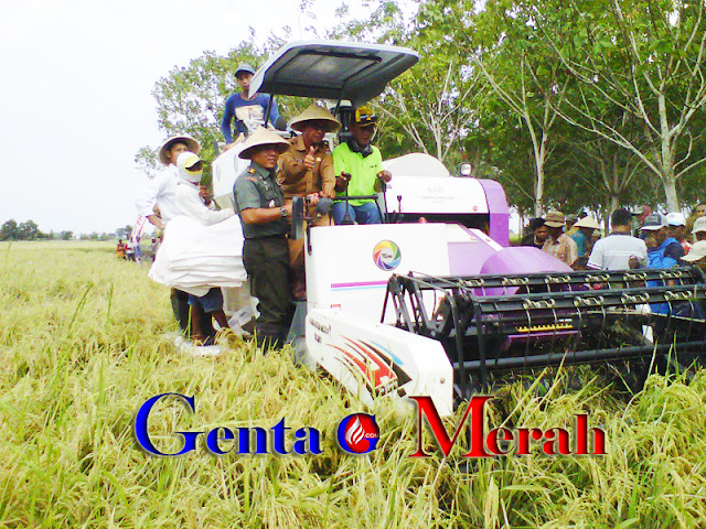 Berbanggalah Petani Mesuji, Pemkab Akan Beli Berasnya Dengan Harga Tinggi