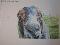 travis nubian goat colored pencil drawing in progress