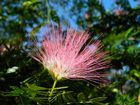 Pink powder puff bloom Brazilian Garden Naples Botanical Garden by garden muses-a Toronto gardening blog
