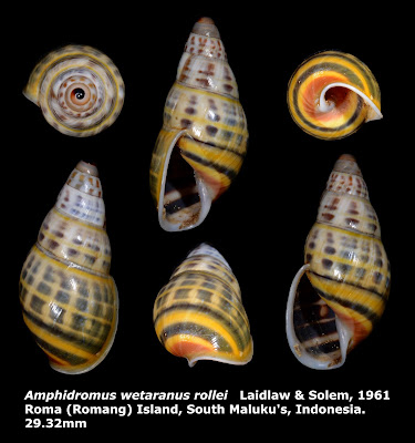 Amphidromus wetaranus rollei 29.32mm