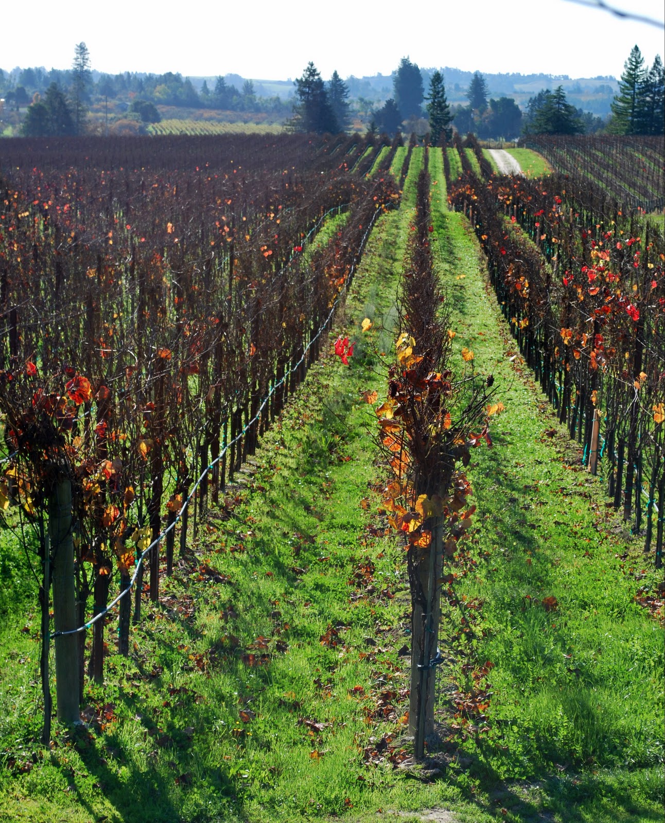 Valley Lakes Photography Graton Vineyards