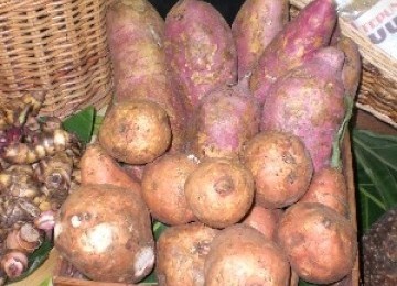 KETELA RAMBAT- UBI JALAR ( Ipomoea batatas P ) sebagai Diet Diabetes