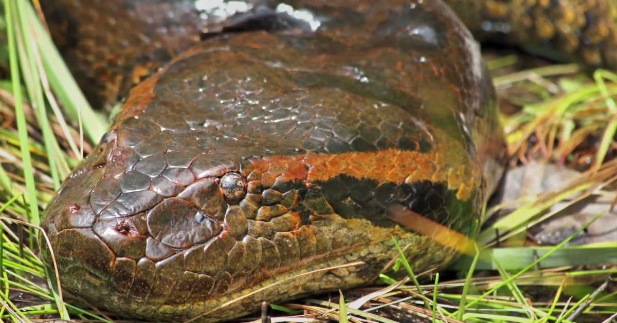 Most dangerous snakes reptiles king cobra anaconda sea snakes