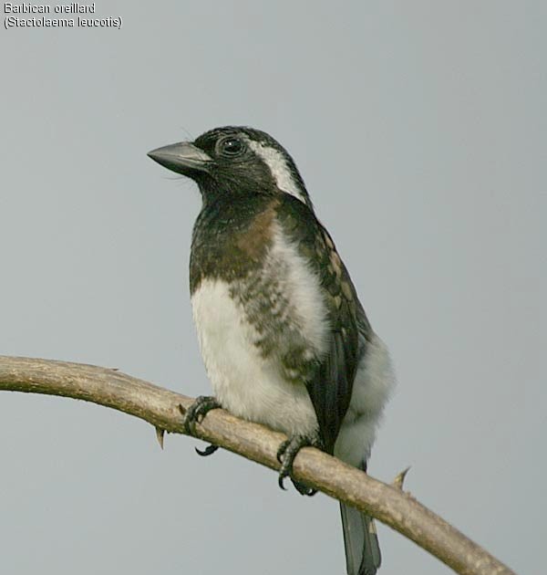 Tierra de tucanes y pájaros carpinteros Barbudo oreja blanca