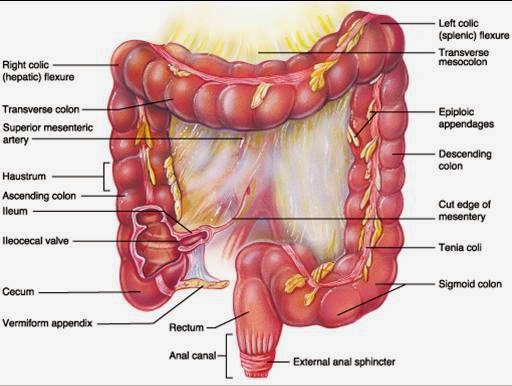 struktur usus besar