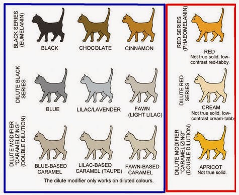 The Presurfer: Domestic Cats Colour And Pattern Charts