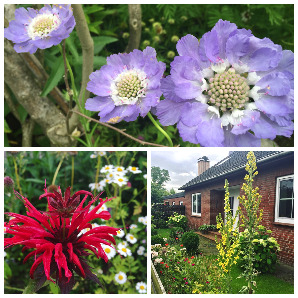 Der Garten im Juli Sunnys Haus