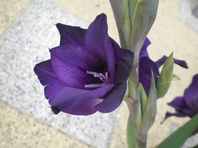 hoa lay on den nhung