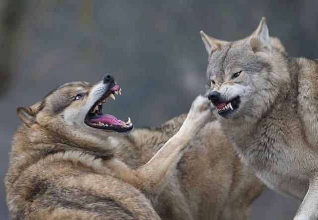 Cool Pictures: Most Famous Funny animals fight Pictures in worlds