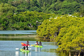 river, kayaks,birds,eco-tourists,mangrove forest