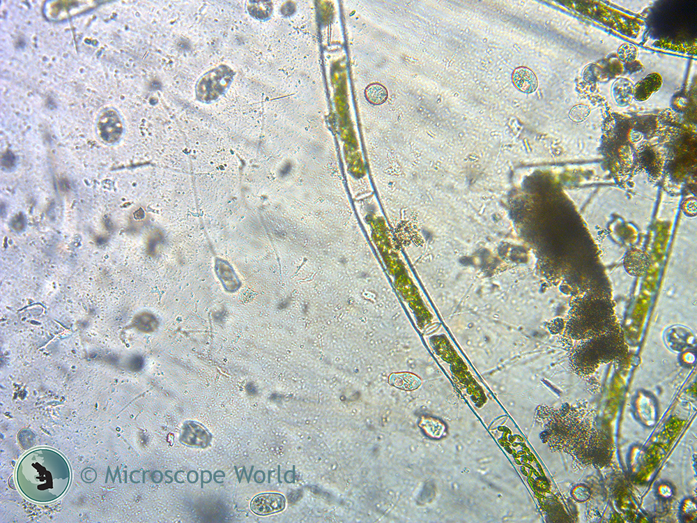 Microscope World Blog: Protists under the Microscope