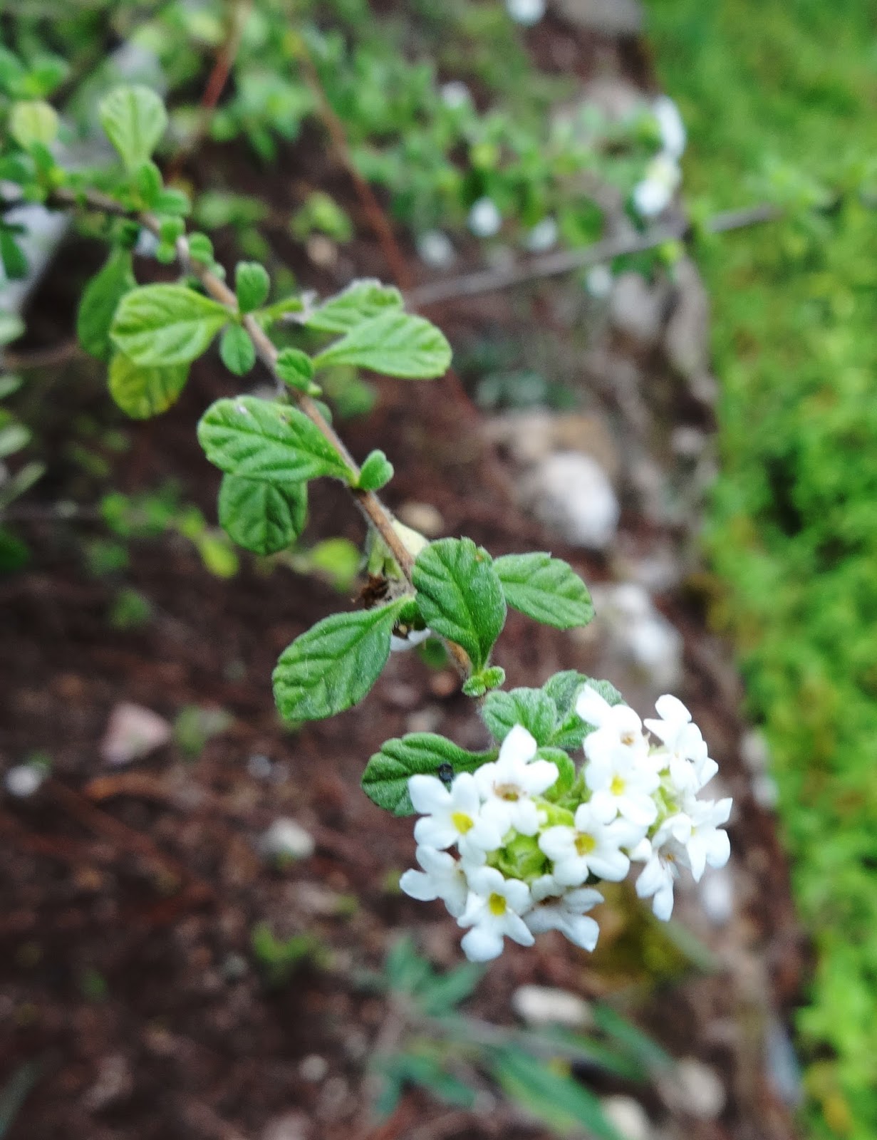 Herbs from Distant Lands Lippia micromera Jamaican Oregano, False Thyme