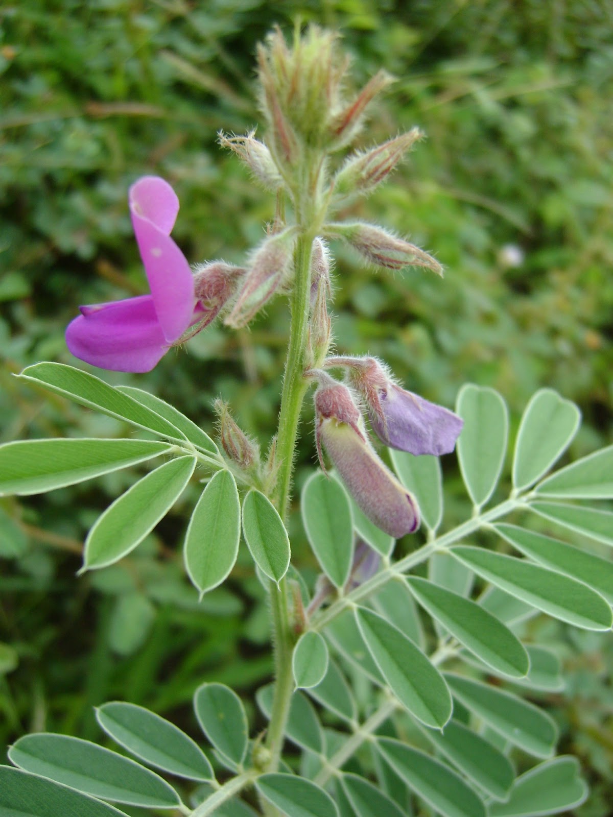 Fabaceae Leguminosae Tephrosia egregia Sandwith