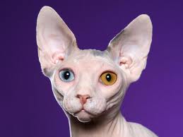 hairless cat for sale