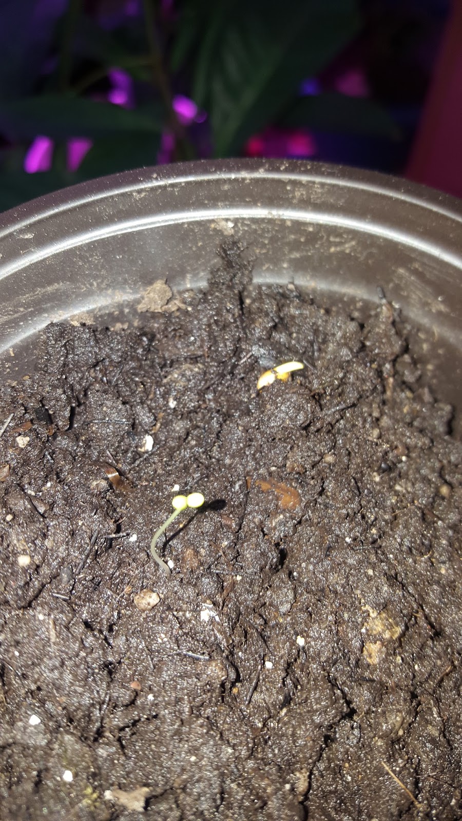 Josh's Blog. Sea Kale Germination Experiment Part 2