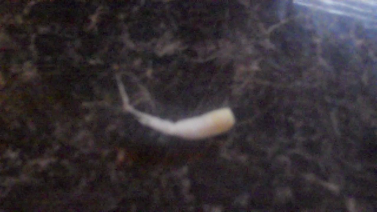 Cheaper Drugs Now !! cotton wool in the ear