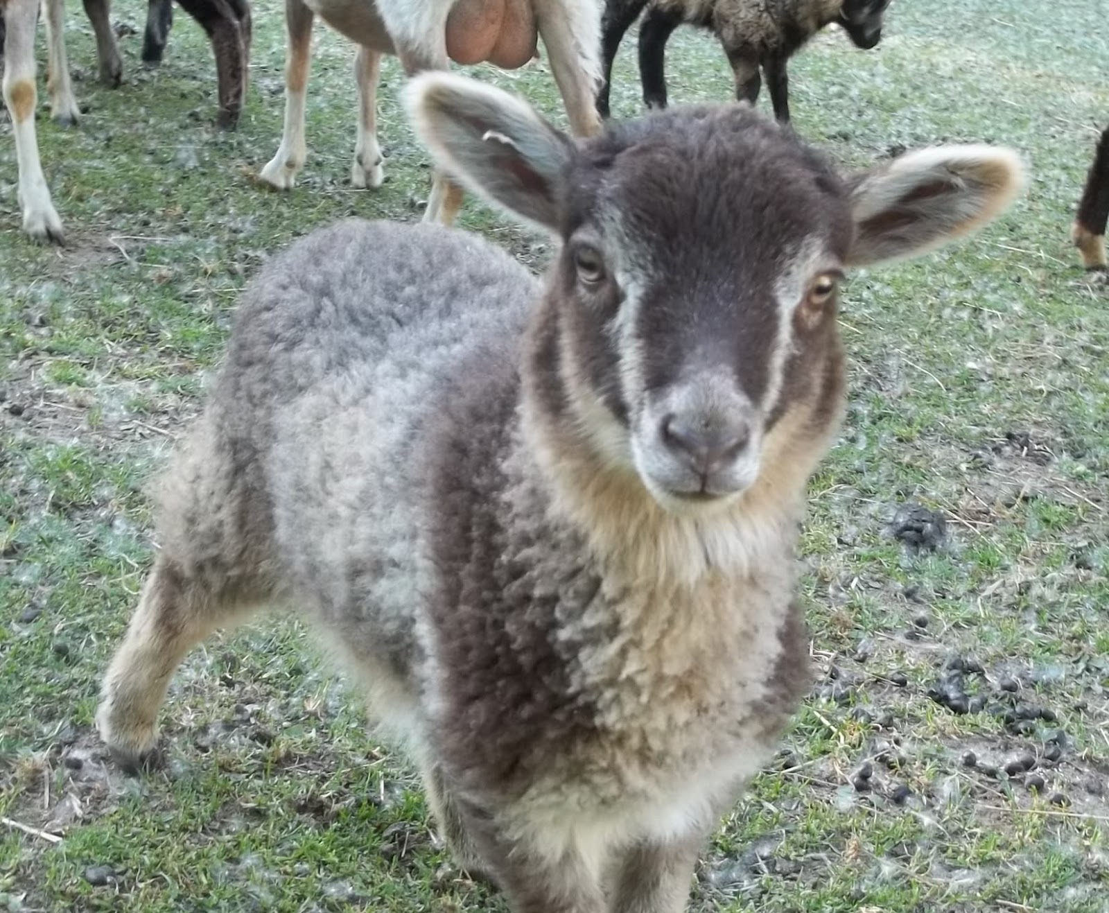 Locksley Fields Ewe Lambs For Sale