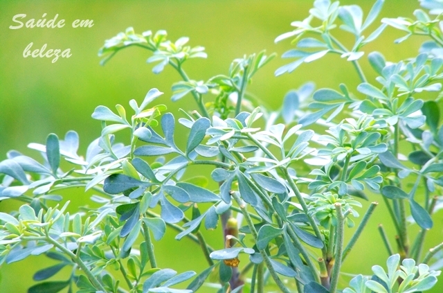 Benefícios e propriedades da arruda