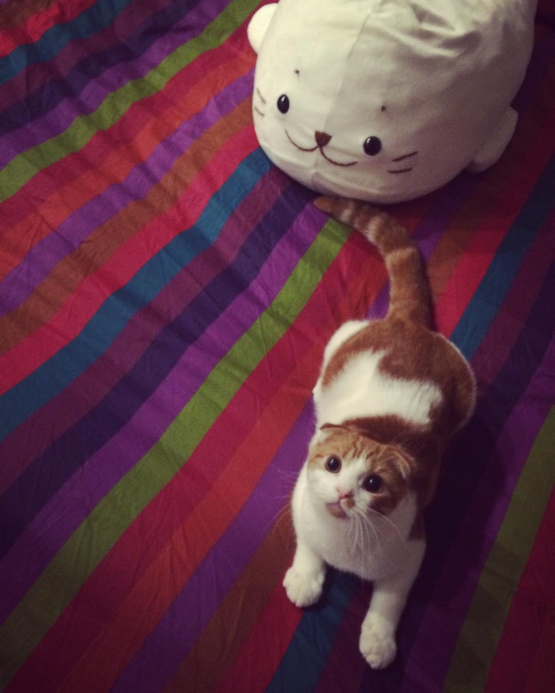 강지영네 고양이 | 인스티즈