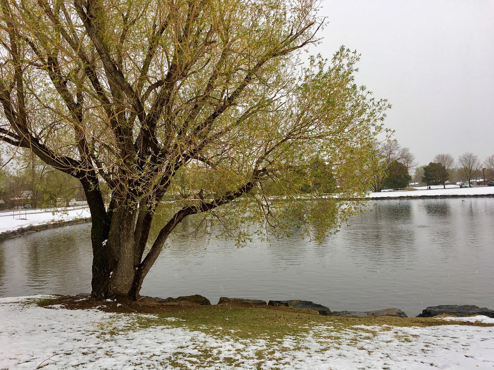 Impression Evergreen O'Kane Park A Refuge of Greenery