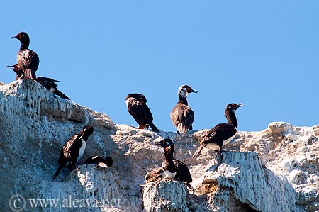Cormoranes en la Isla de los Pájaros Reserva Isla de los Pájaros - Geografía de Península Valdés