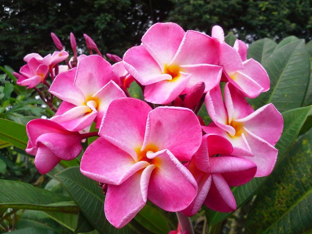 23+ Gambar Bunga Anggrek Pink, Paling Keren!