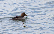 Goldeneye (1st winter)