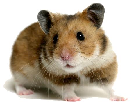 Hướng dẫn cách nuôi hamster robo
