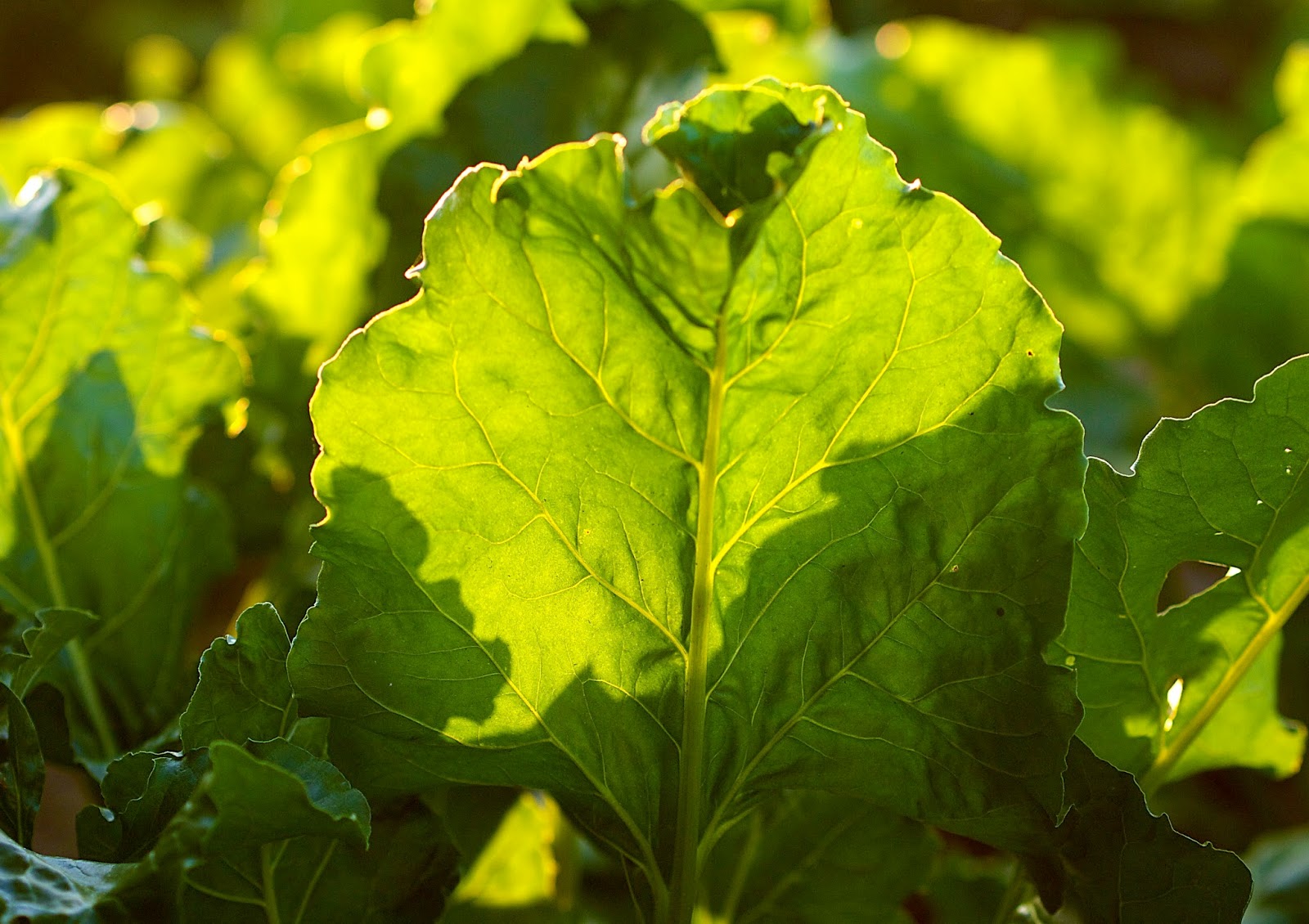 Im Garten Und Am Wegesrand August 2013