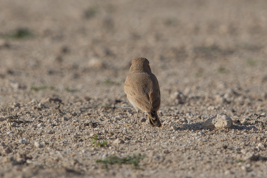 Bar-tailed Desert Lark