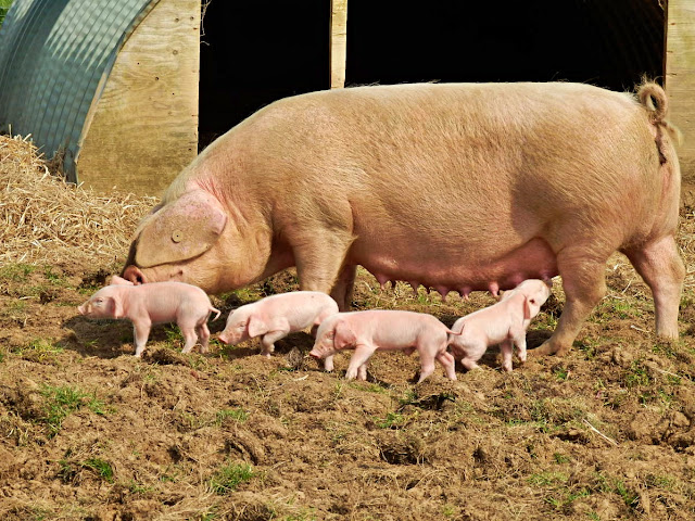 Piglets and their mother at Heligan, Cornwall