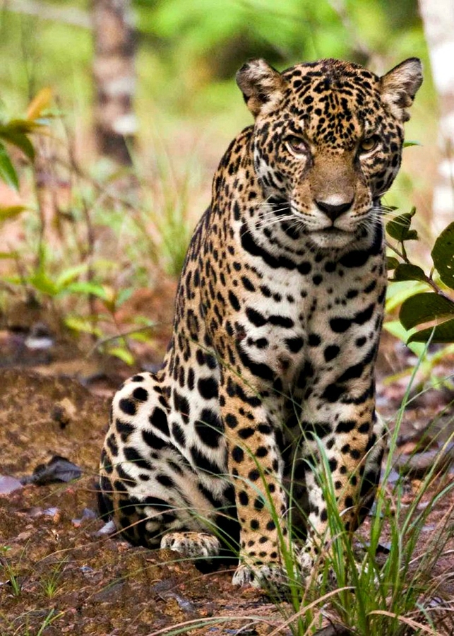 De jaguar in Suriname We can do better to save the jaguars Guyana
