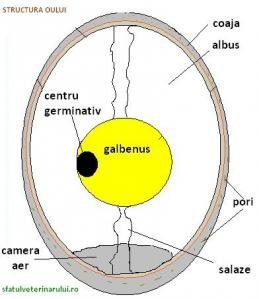 interiorul oului