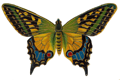 Butterfly Images Butterfly Images