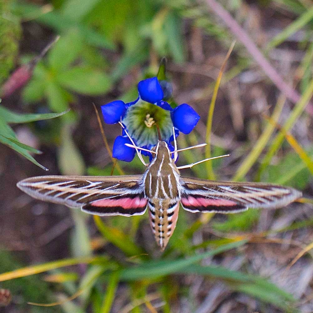 Moths of North Central New Mexico