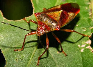 Insects as a food - Stink Bugs