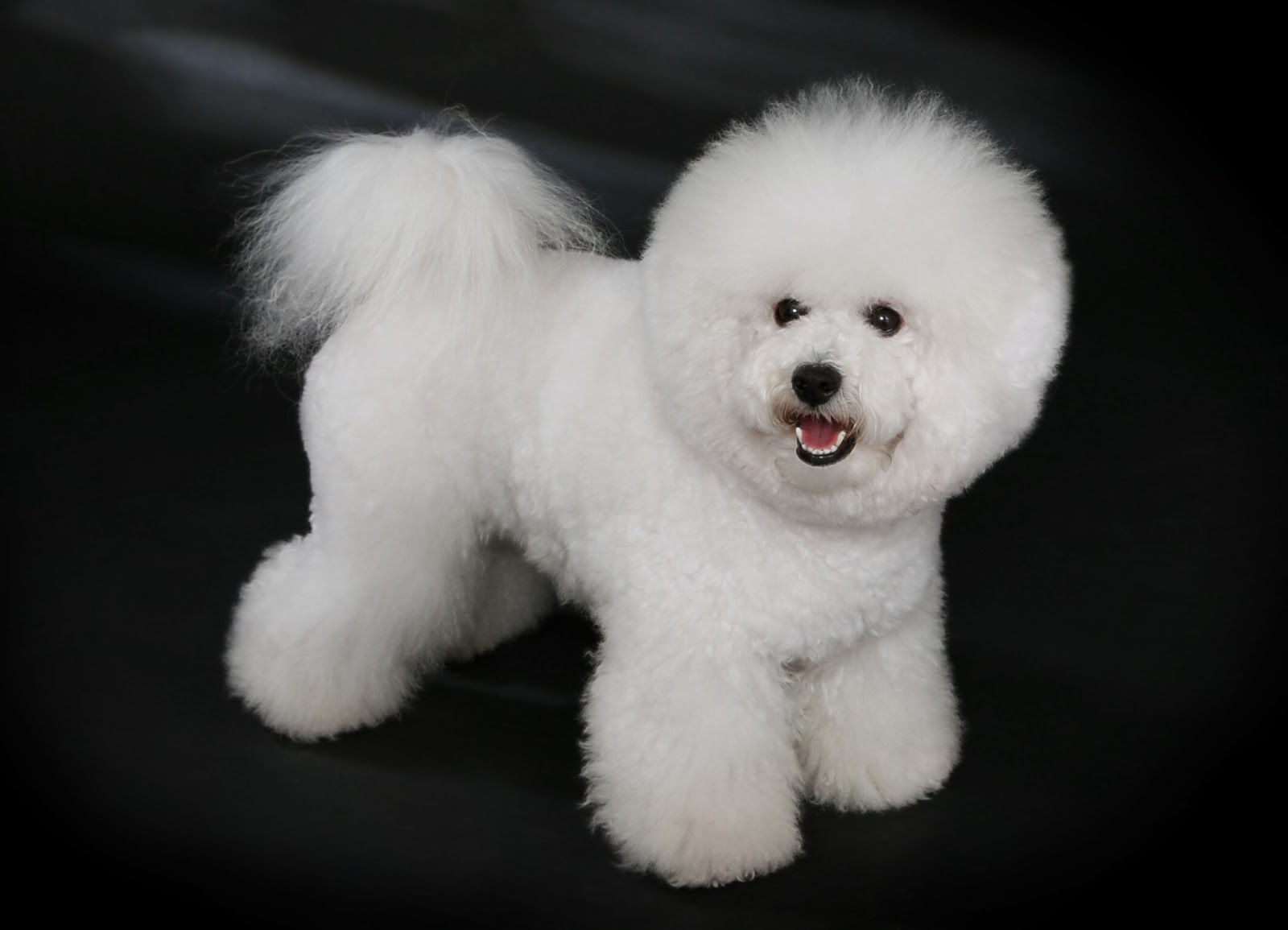 Gambar Anjing Bichon Frise | Gambar Anjing Ras | Foto Anak Anjing Lucu