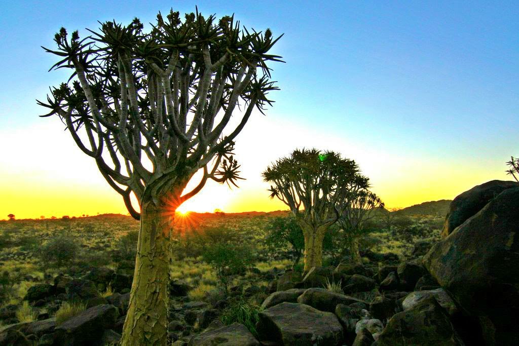 5 растений африки. Колчановые деревья Намибия. Намибия лес алоэ. Растительность Западной Африки. Суккулентные деревья в Австралии.