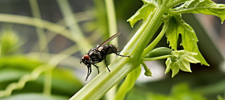 Mosca