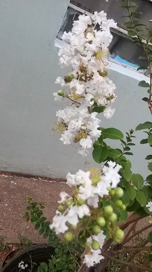 Largerstroemia indica var. alba o astromelia blanca: ¡paraíso blanco! |  Plantas