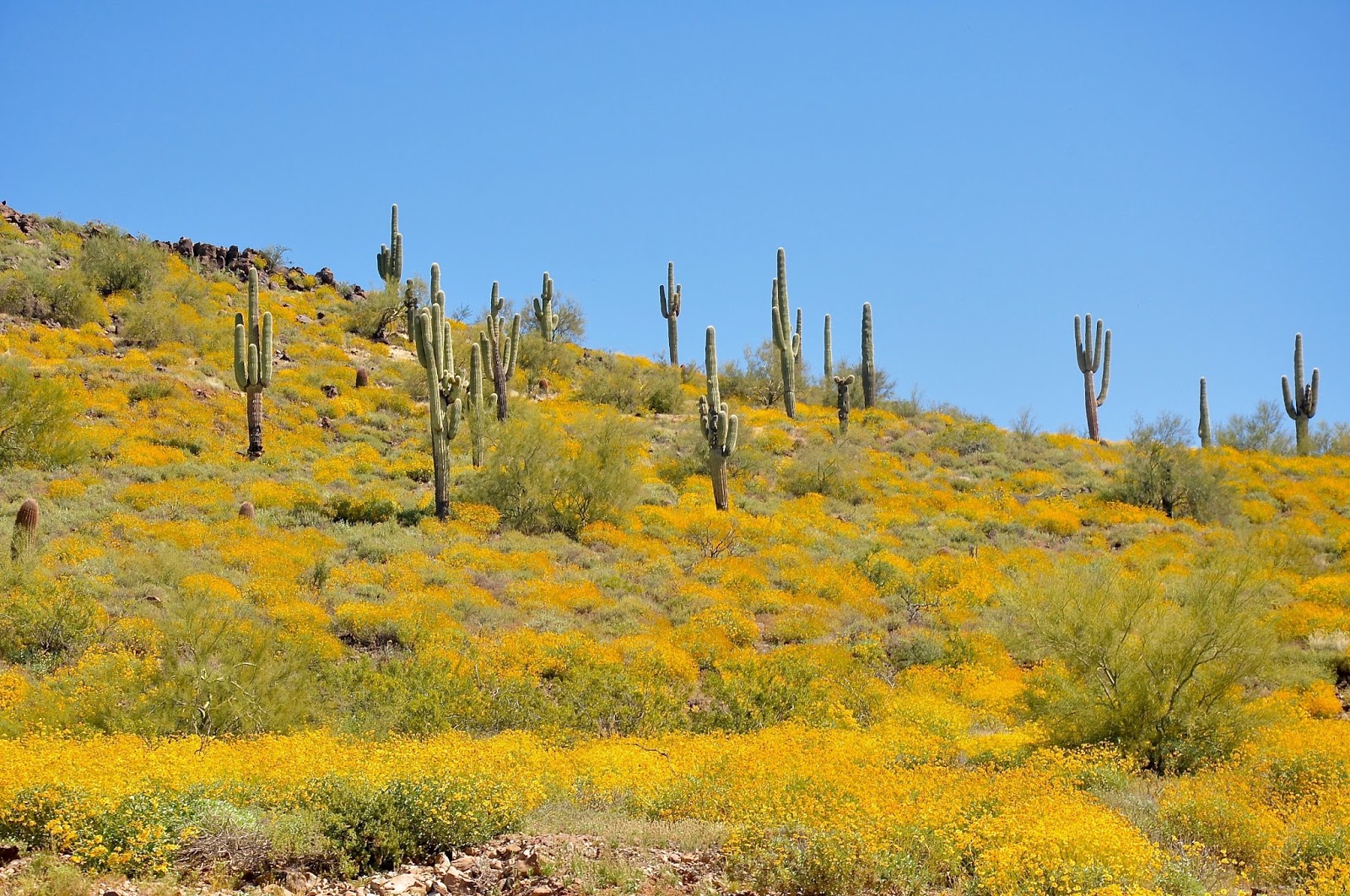 Finding Arizona Spring 2017 Brittlebush Explosion