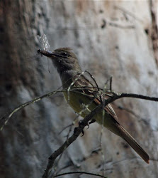 Julie Zickefoose on Blogspot: Great Crested Flycatchers!