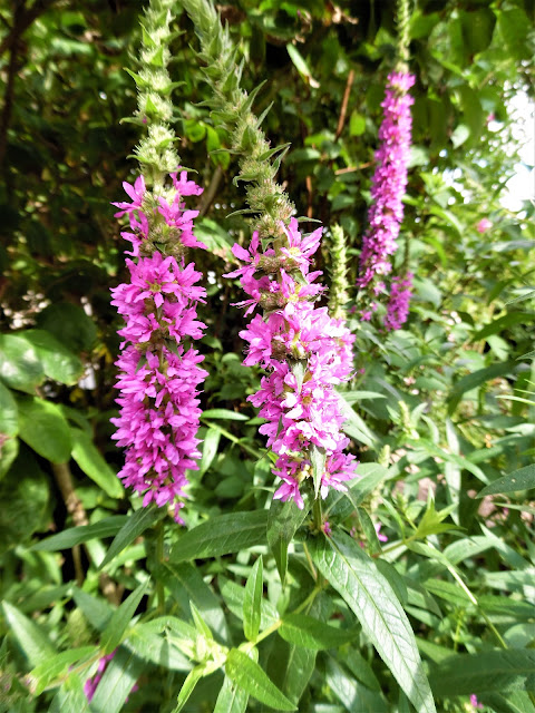 Rhodo Sucht Unterpflanzung Mein Schoner Garten Forum