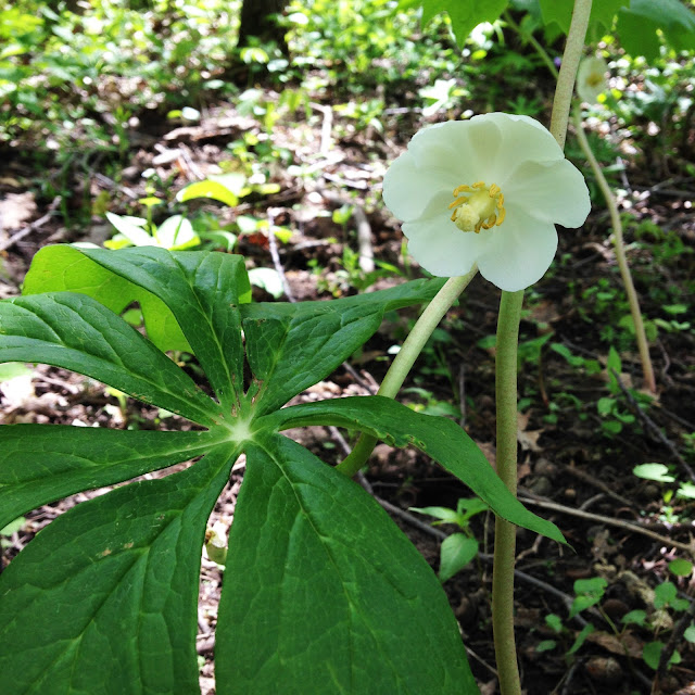 mayapples, spring, woodland flowers, wildflowers, Anne Butera, My Giant Strawberry